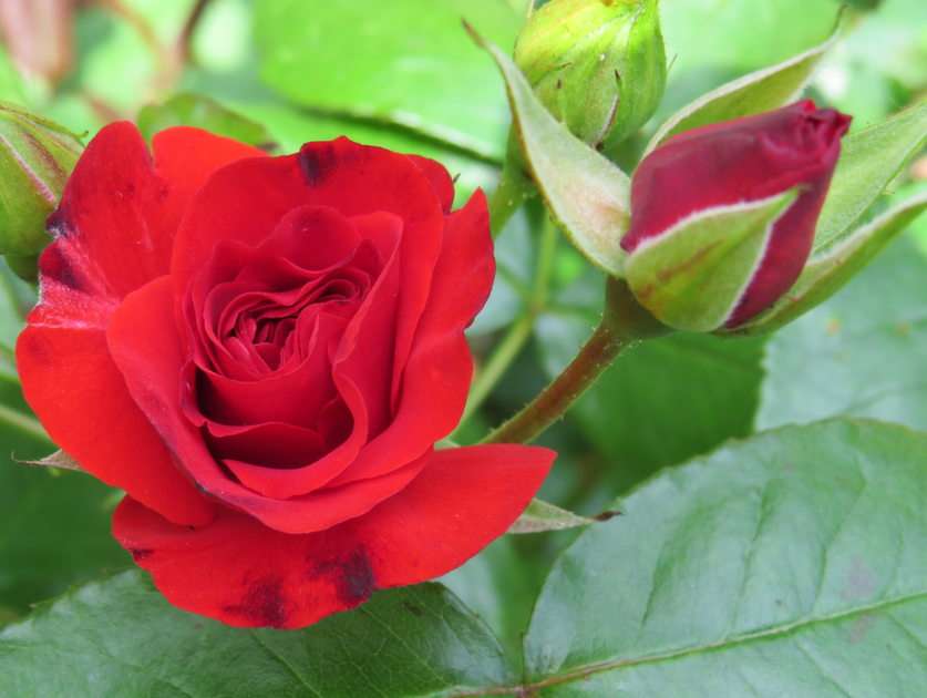 Růže online puzzle
