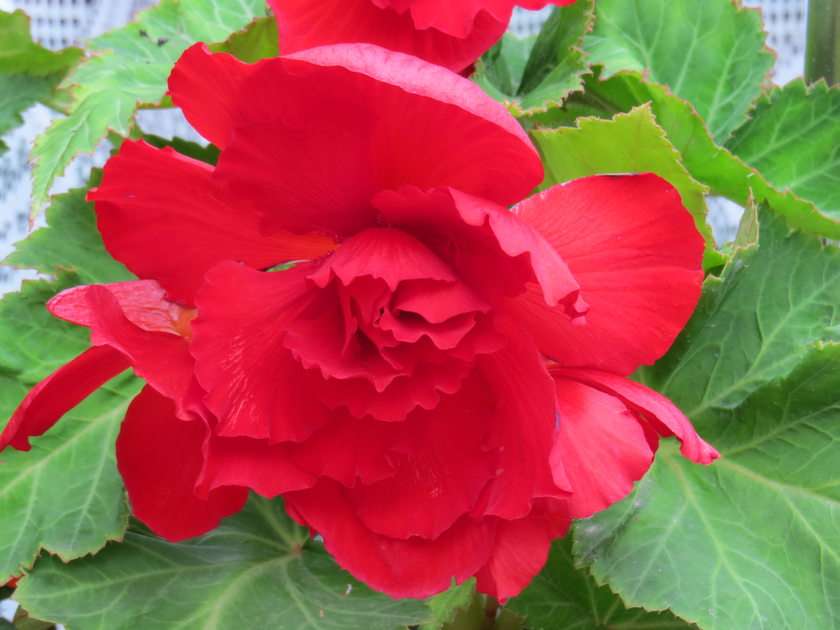Begonia puzzle online from photo