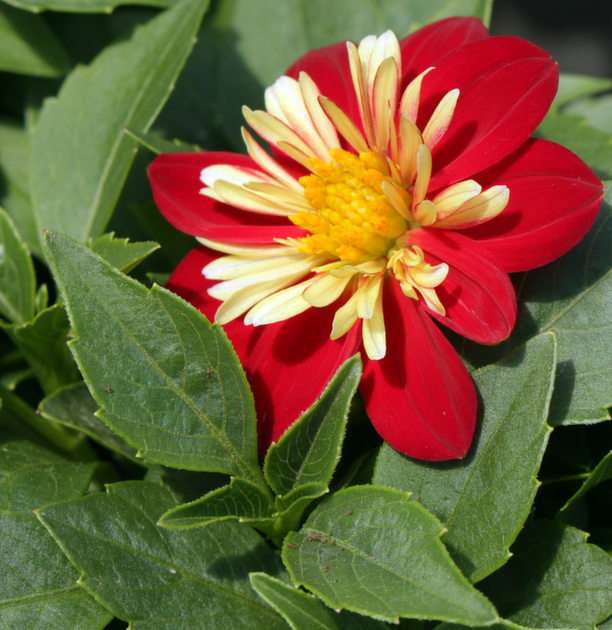 Flor puzzle online a partir de fotografia