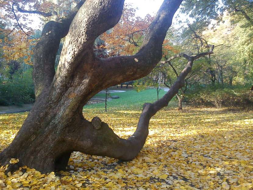 ÁRBOL rompecabezas en línea