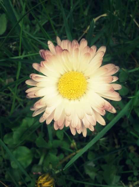 λουλούδι παζλ online από φωτογραφία