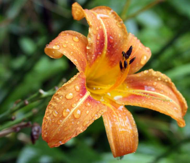 lily puzzle online from photo