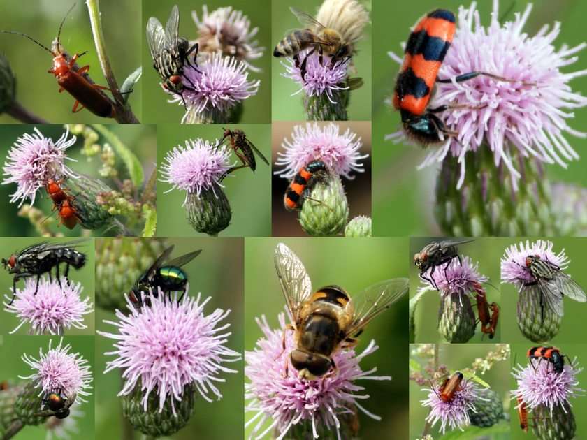 света на насекомите онлайн пъзел