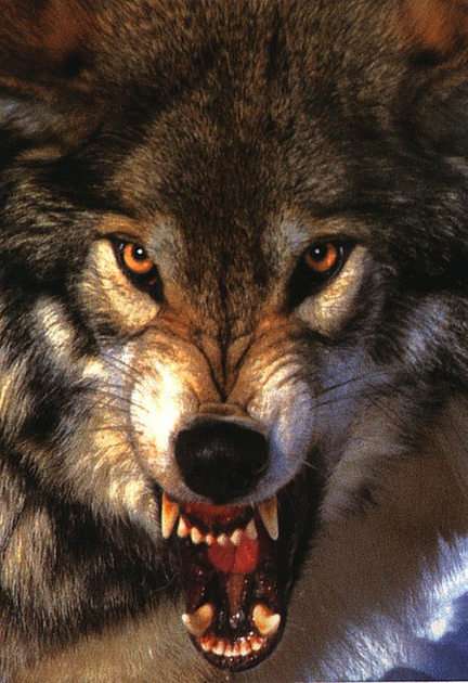 λύκος παζλ online από φωτογραφία
