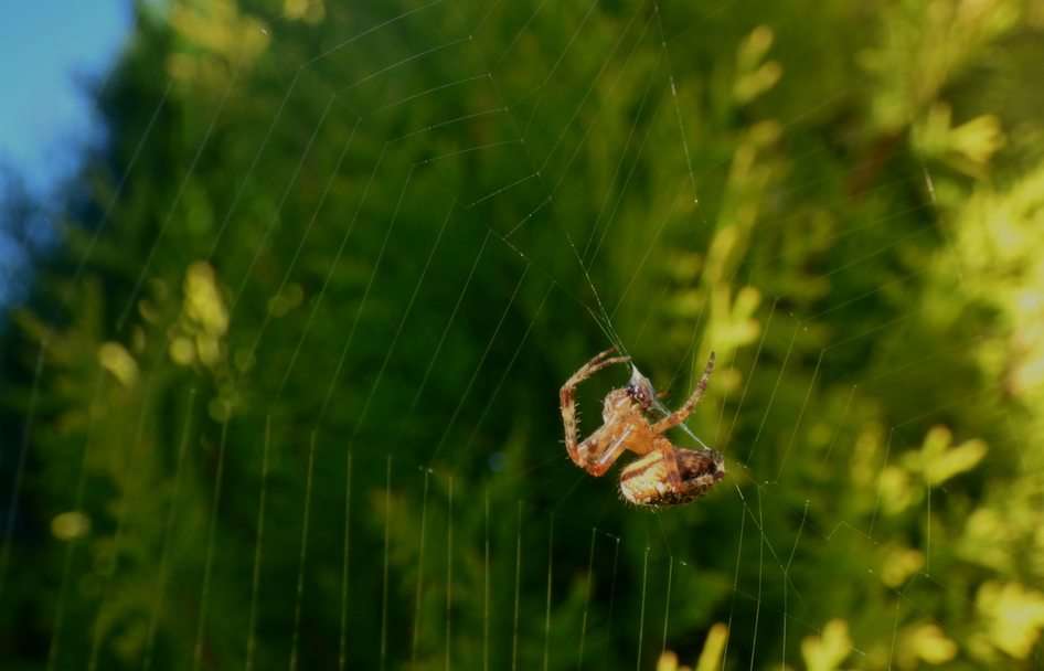 Spindel pussel online från foto