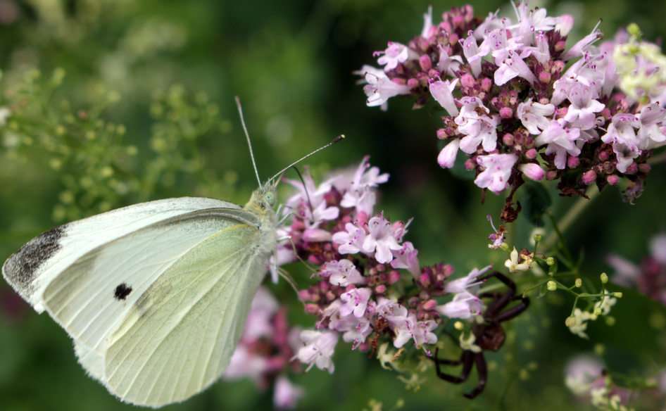 vlinder in oregano puzzel online van foto