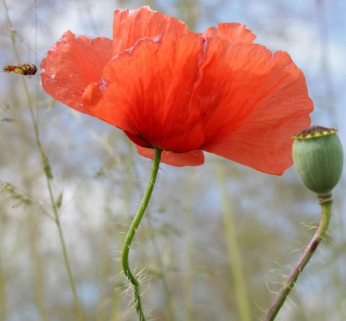 poppy puzzle online from photo