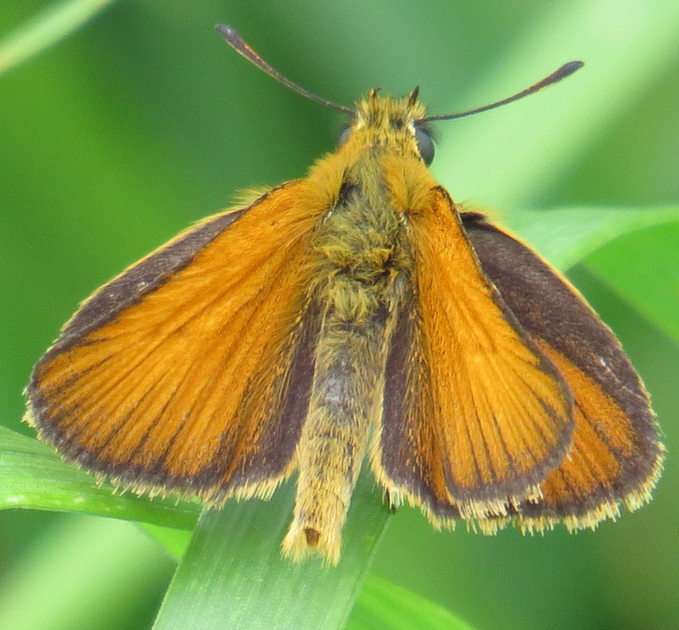 Motýl - trpaslík puzzle online z fotografie