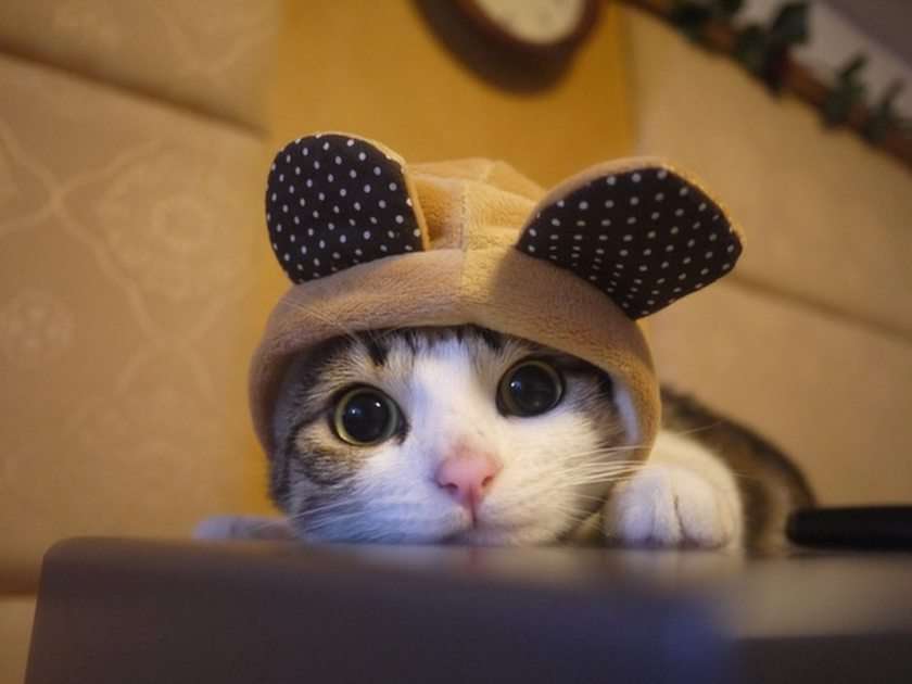 Cute Cat online puzzle
