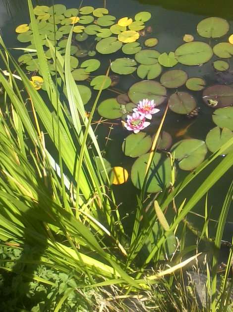 Жаби на листках і квітках лілії скласти пазл онлайн з фото