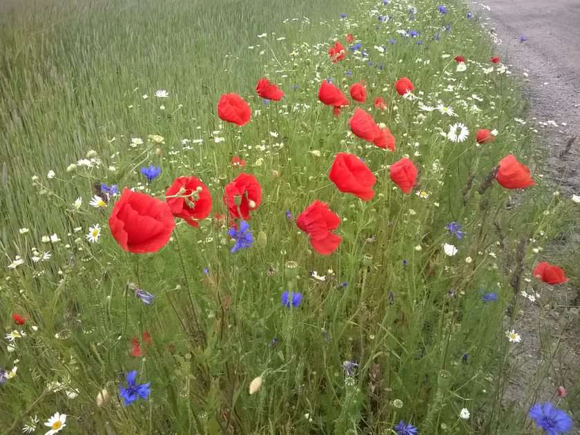 Lengyel virágok a mezőn. puzzle online fotóról