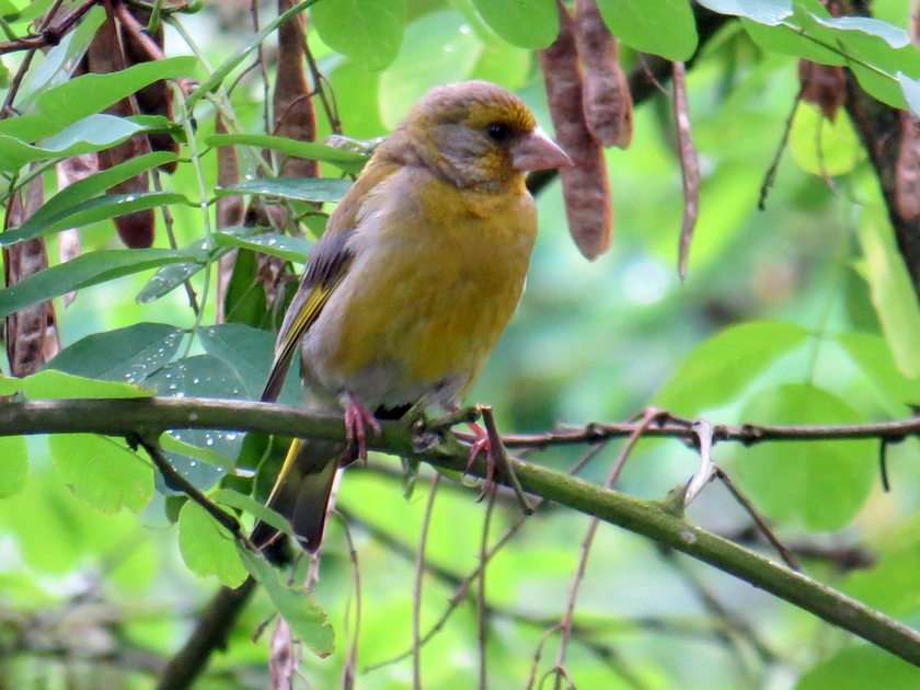 European greenfinch puzzle online from photo