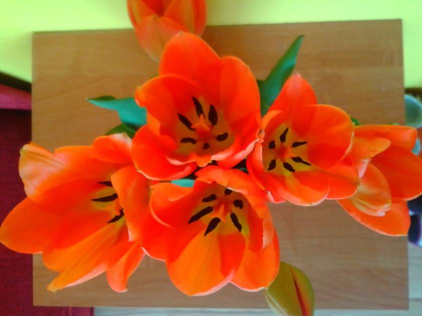 Tulipanes rompecabezas en línea