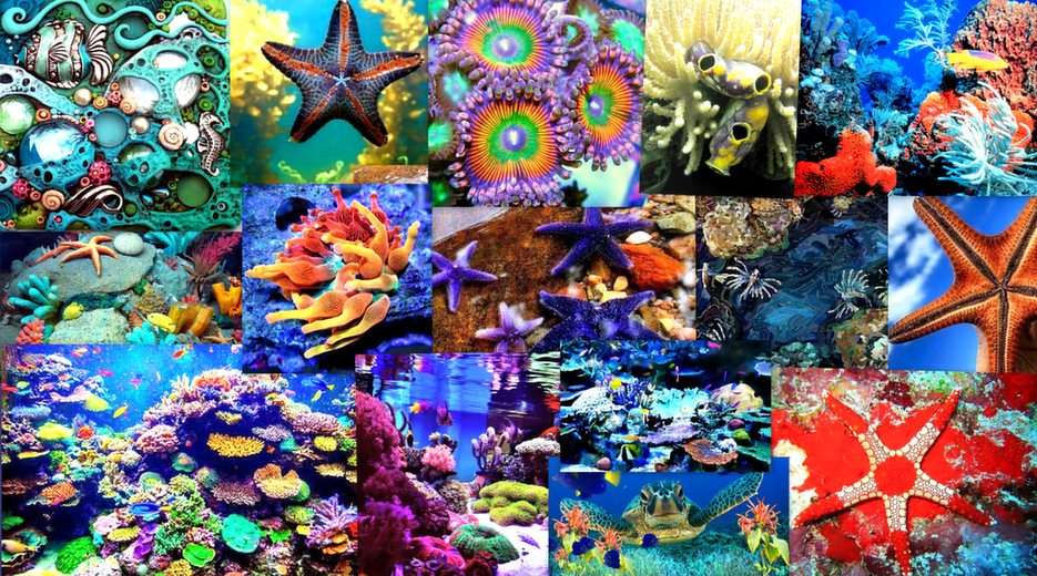 Una maravilla de un arrecife de coral. puzzle online a partir de foto