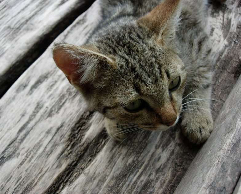 kattunge pussel online från foto