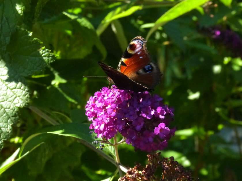 πεταλούδα παζλ online από φωτογραφία