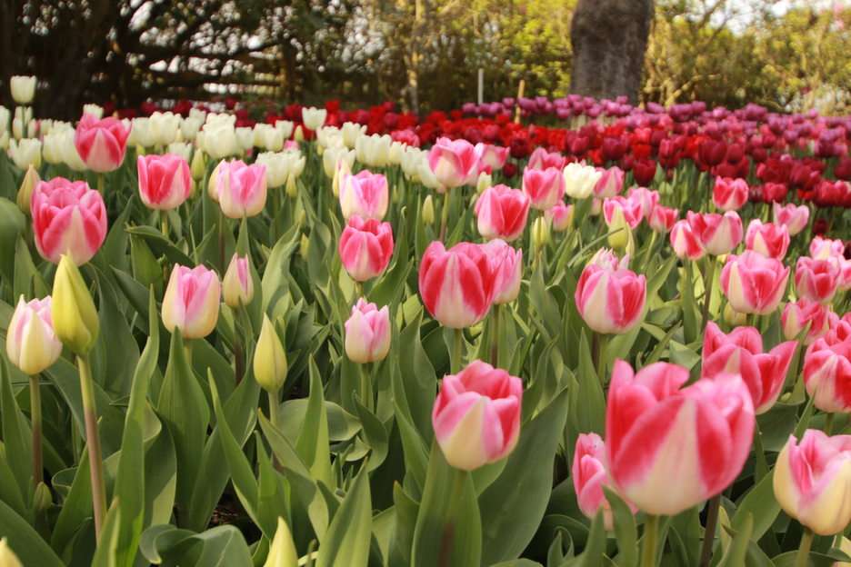 Tulips puzzle online from photo