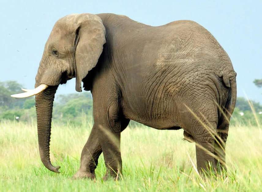 Ελέφαντας online παζλ