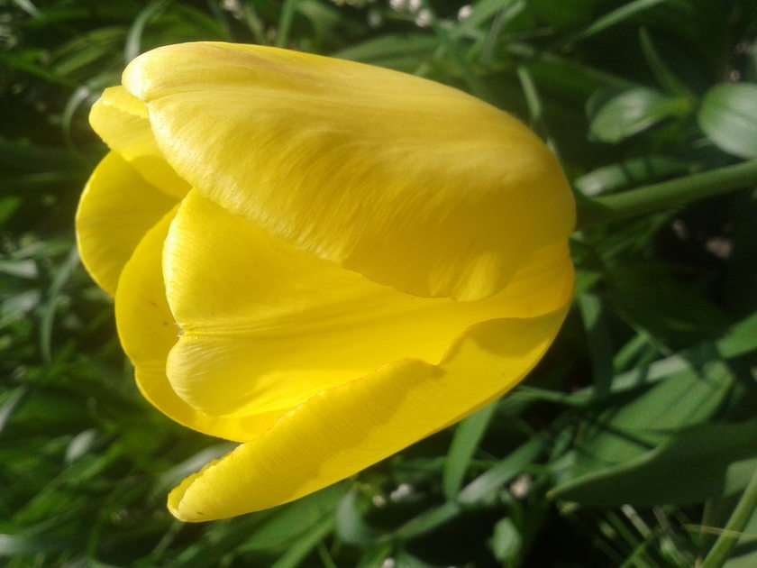 tulipa puzzle online a partir de fotografia