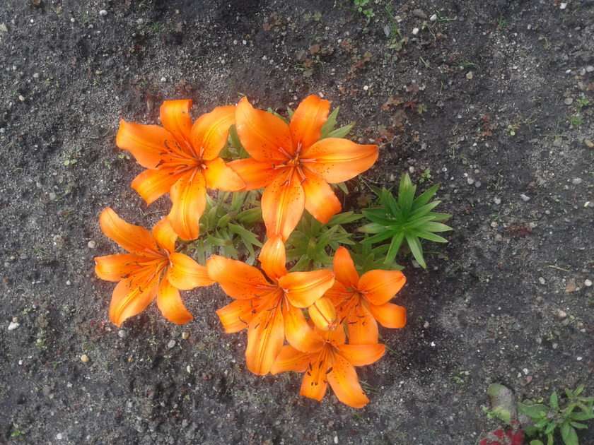 fleurs de lys puzzle en ligne