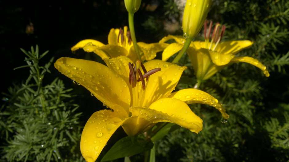 Asiatic lily online puzzle