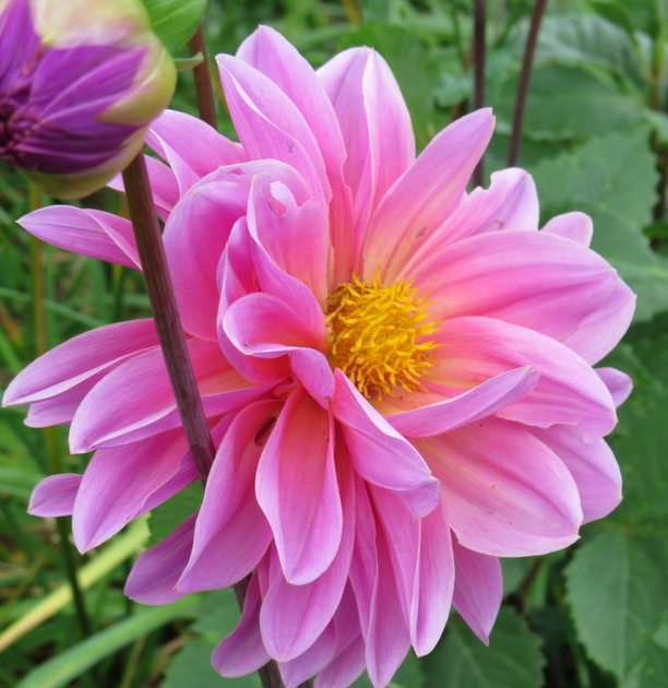 Dahlia puzzle online from photo