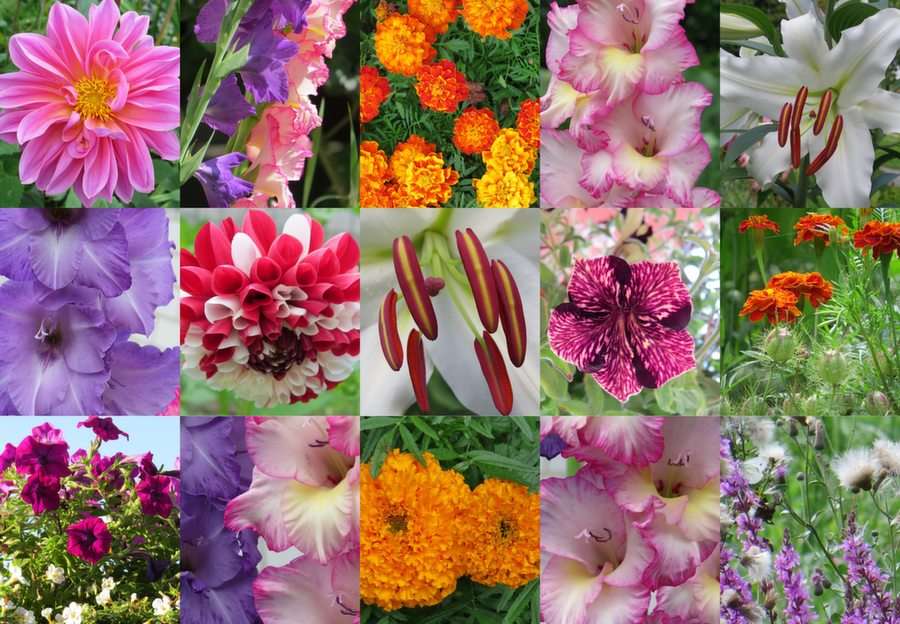 Collage med gladiolus pussel online från foto