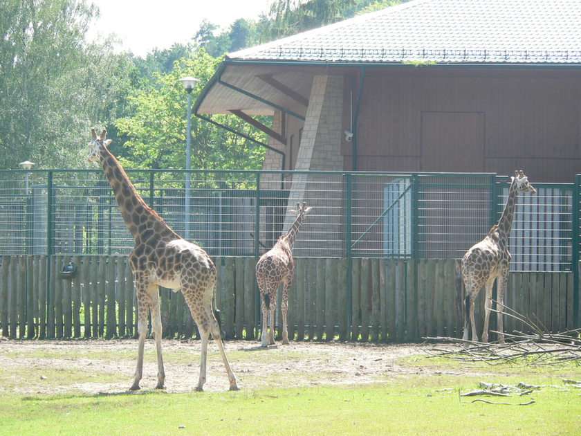 I Oliwa Zoo pussel från foto