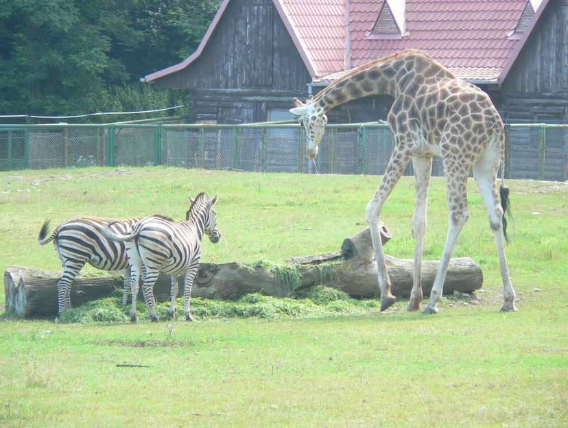 Στο ζωολογικό κήπο Oliwa online παζλ