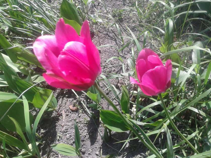bloemen puzzel online van foto