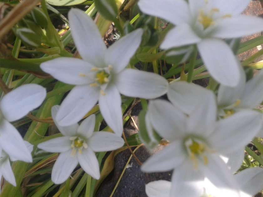blommor pussel online från foto