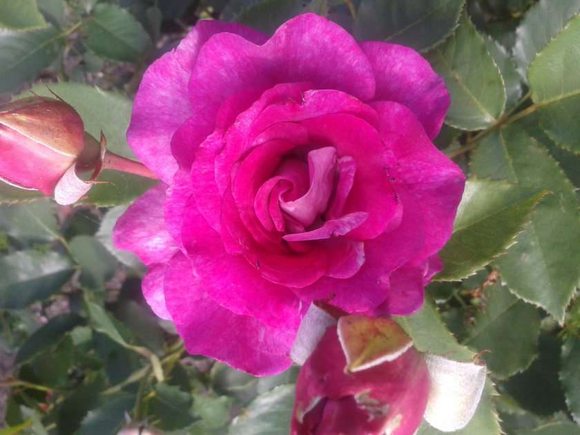 růže online puzzle