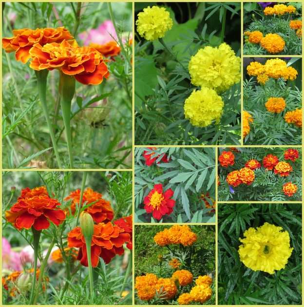 Tagetes puzzle online from photo