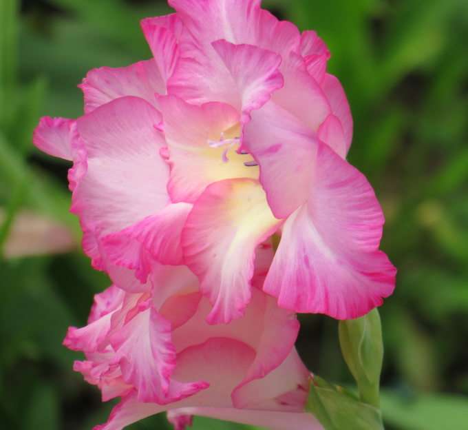 Gladiolus puzzle online from photo