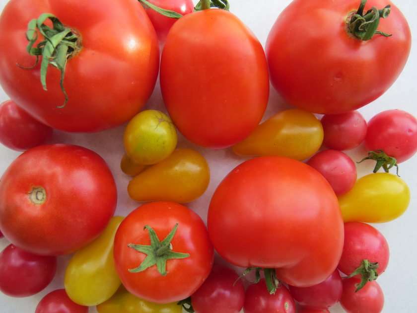 Tomates do jardim puzzle online