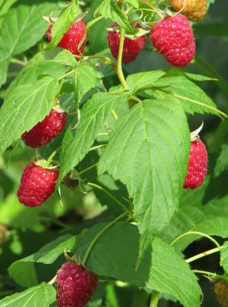 Raspberries puzzle online from photo