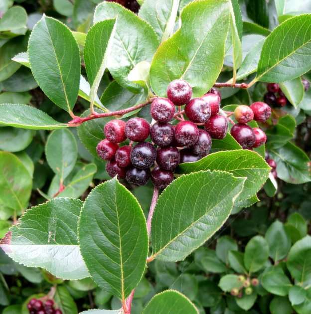Aronia puzzle online from photo