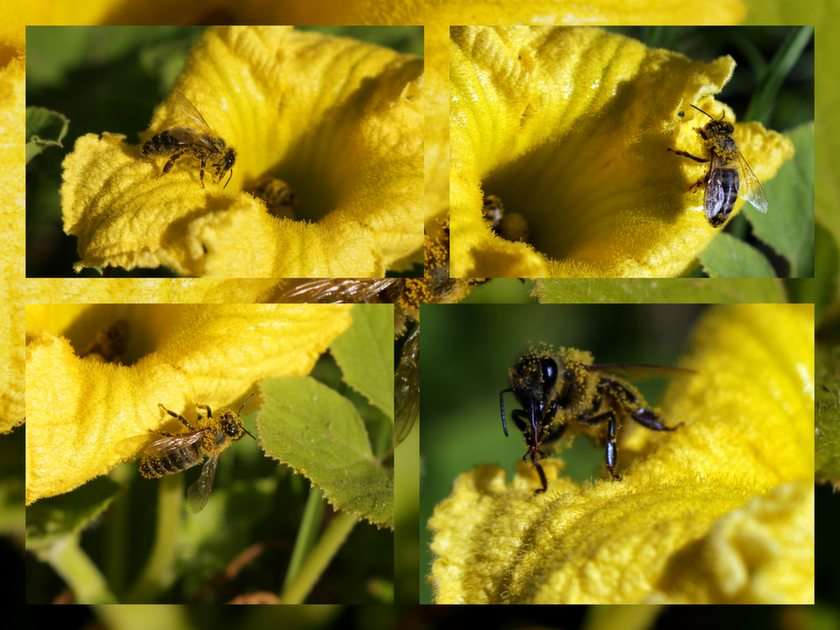allt i pollen pussel online från foto