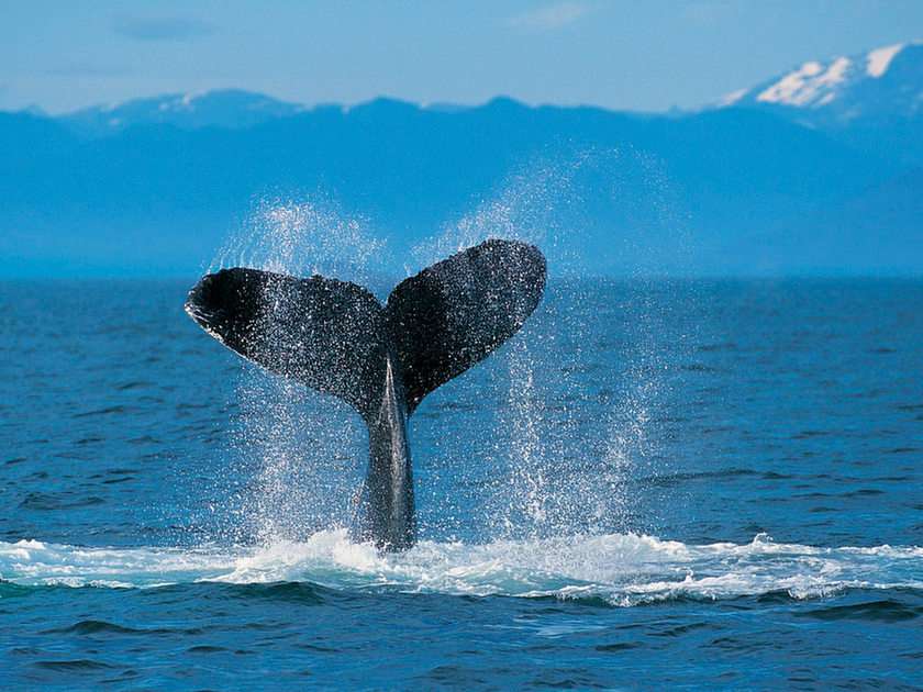 Humpback whale puzzle online from photo