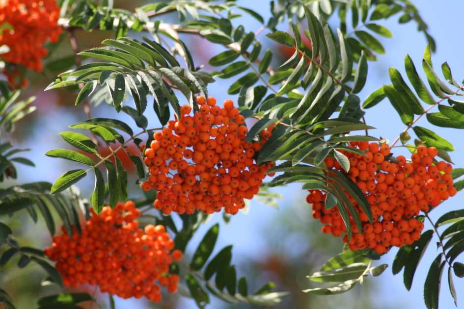 mountain ash puzzle online from photo