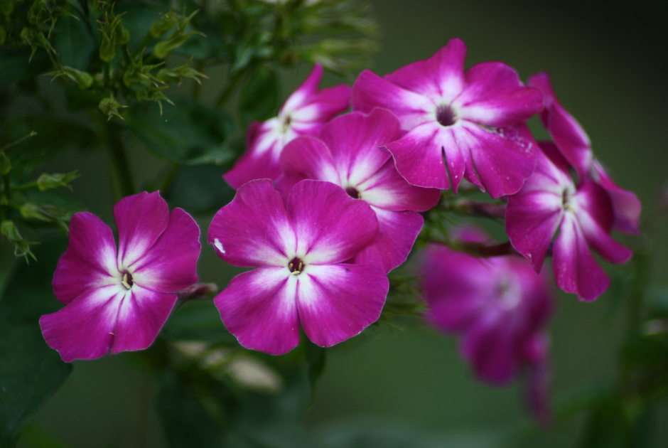 phlox puzzle online from photo