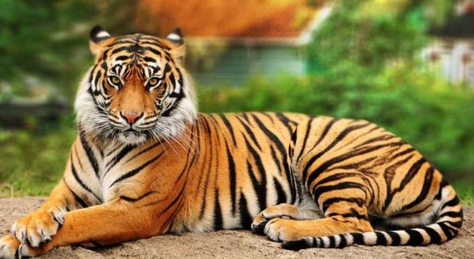 Tigre puzzle online a partir de fotografia