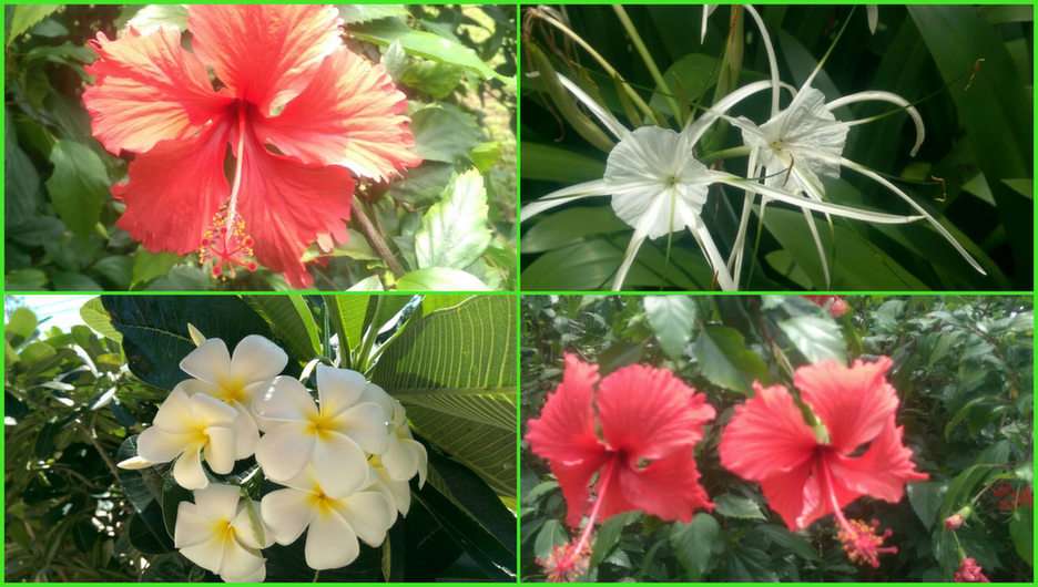 flores de tailandia puzzle online a partir de foto