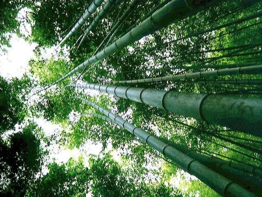 Bambús creciendo hacia el cielo puzzle da foto