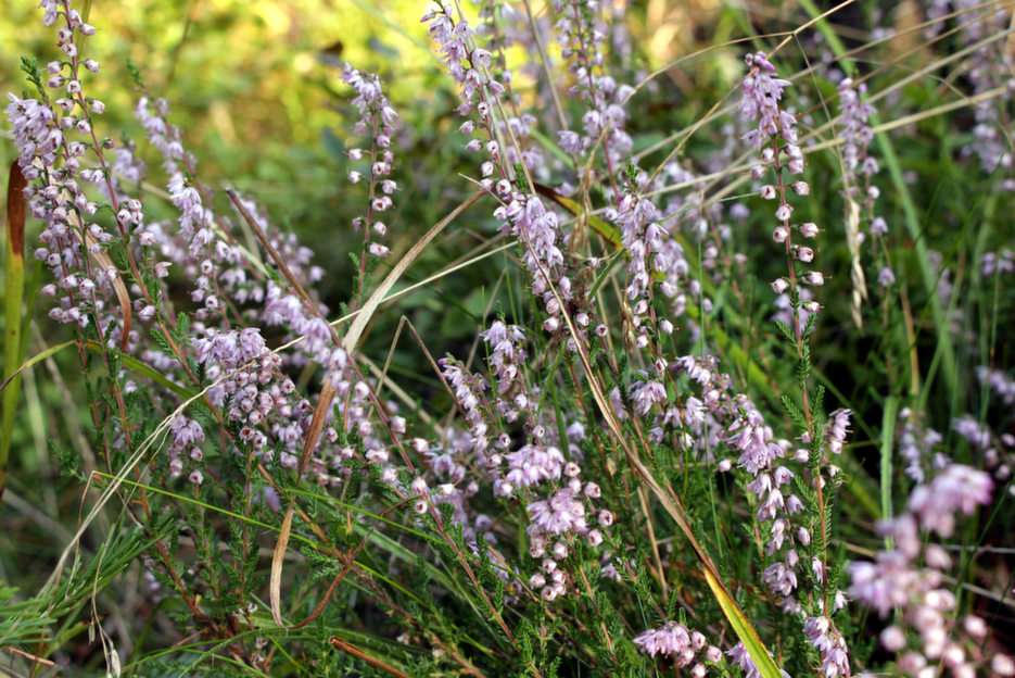 heather puzzle online from photo