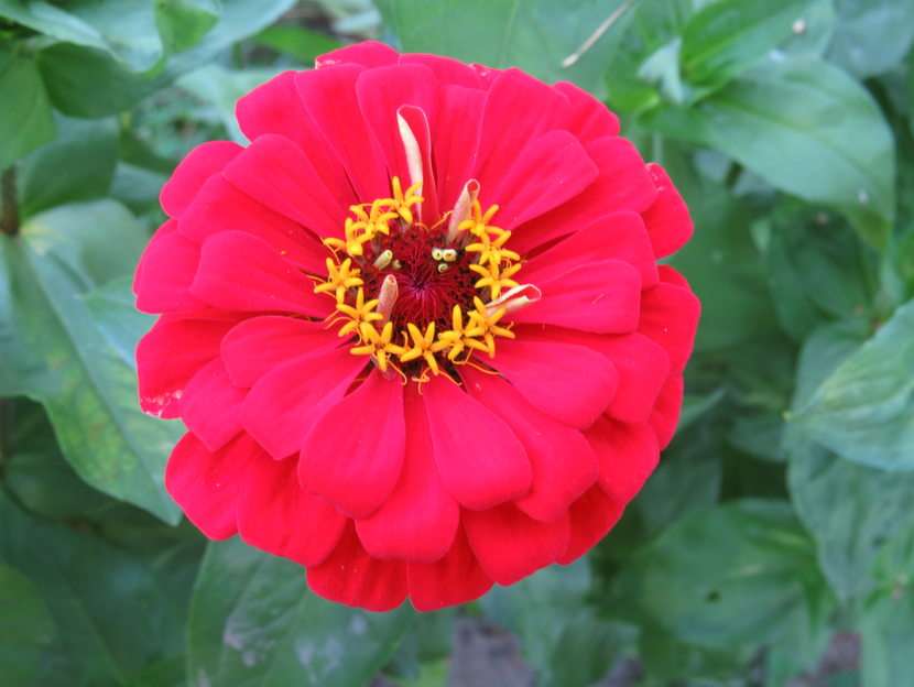 Zinnia puzzle online from photo