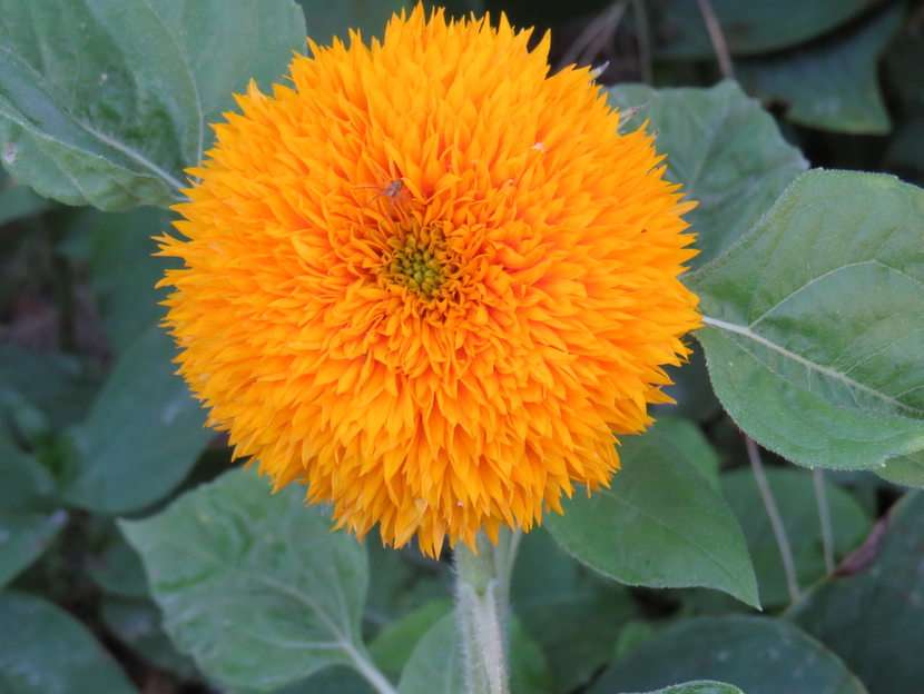 Dwarf sunflower puzzle online from photo