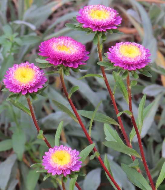Asters puzzle online from photo
