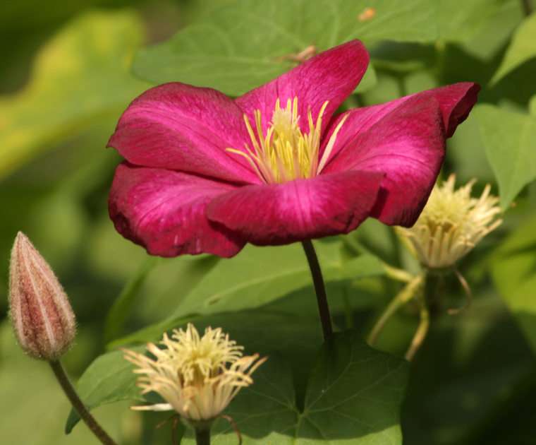 flor rompecabezas en línea