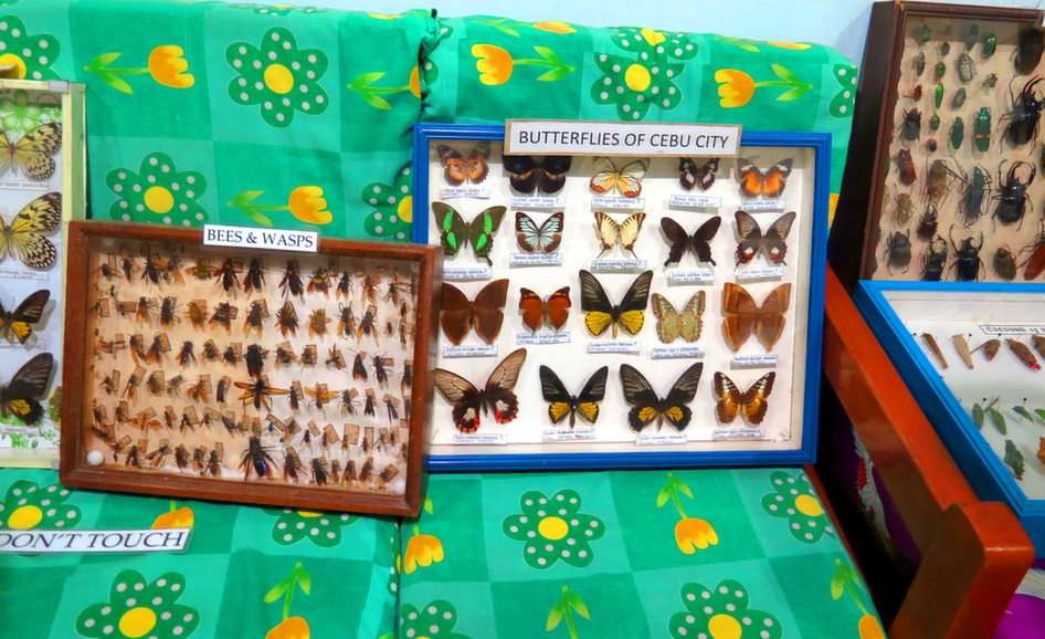 Motýli z Cebu puzzle online z fotografie